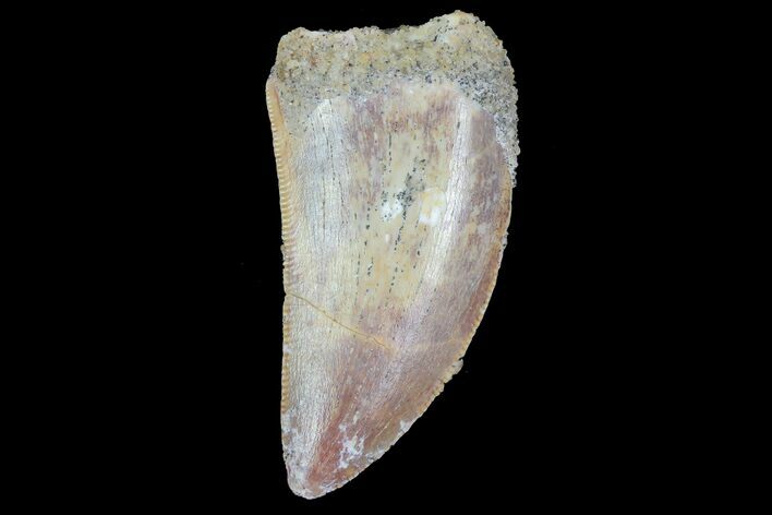 Serrated, Juvenile Carcharodontosaurus Tooth #77090
